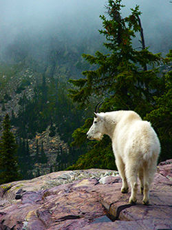 Photo of Mountain Goat, Glacier National Park, Mt., by John Hulsey